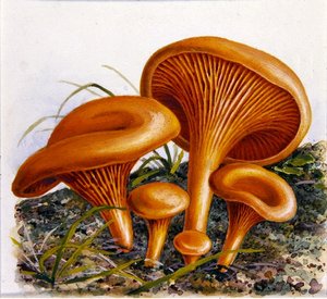 Studio di funghi