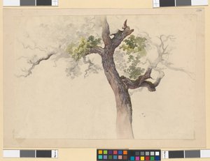 Studio di un albero da Josef Kriehuber