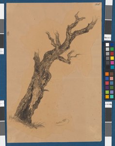Albero spoglio - Studio di un albero da Josef Kriehuber