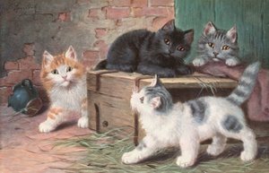 Cartolina del gatto da Josef Sperlich