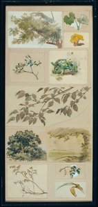 Studi dalla natura da Josef Wawra