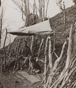 Album "Meine weltkriegs - Erinnerungen South-West Front (Carinzia, Italia, Trentino-Alto Adige) 31/03/1915-12/11/1918 - Josef Zohles Wien": cane militare sotto una tenda (foto b/n) da Josef Zohles
