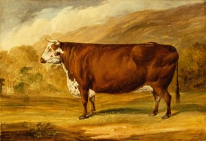 Un toro di Hereford