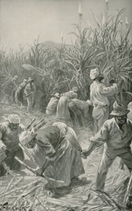 Nero al lavoro in una piantagione di canna da zucchero in Giamaica
