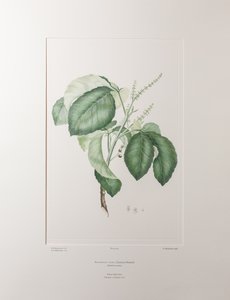Allophyllus cobbe (Sapindaceae) - Tavola 365, Florilegium di Banks, c.1771-84 da Joseph Banks