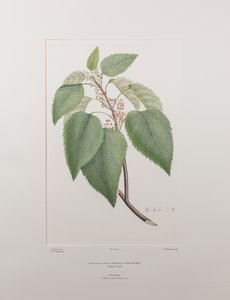 Aristotelia serrata (Elaeocarpaceae) - Tavola 419, Florilegium di Banks, c.1771-84 da Joseph Banks