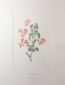 Bouganvillea spectabilis (Nyctaginaceae) - Tavola 355, Florilegium di Banks, c.1771-84 (incisione su rame su carta)