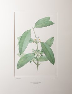 Calophyllum soulattri (Guttiferae) - Tavola 362, Florilegium di Banks, c.1771-84 (incisione su rame su carta) da Joseph Banks