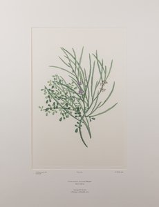 Carmichaelia solandri (Leguminosae) - Tavola 429, Florilegium di Banks, c.1771-84 da Joseph Banks