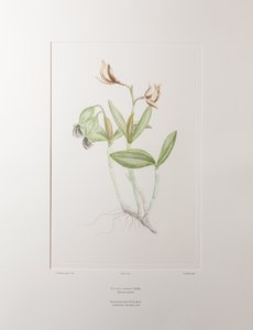 Cattleya forbesii (Orchidaceae) - Tavola 358, Florilegium di Banks, c.1771-84 (incisione su rame su carta) da Joseph Banks