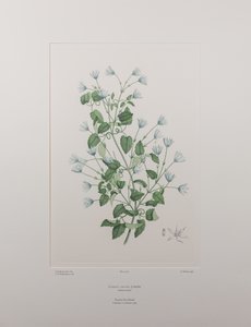 Clematis forsteri (Ranunculaceae) - Tavola 402, Florilegium di Banks, c.1771-84 da Joseph Banks