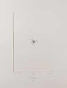 Colobanthus apetalus (Caryophyllaceae) - Tavola 414, Florilegium di Banks, c.1771-84 (incisione su rame su carta)