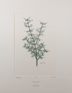 Discaria toumatou (Rhamnaceae) - Tavola 426, Florilegium di Banks, c.1771-84 da Joseph Banks