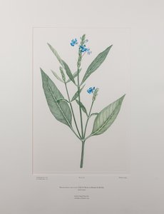 Eranthemum nervosa (Acanthaceae) - Tavola 378, Florilegium di Banks, c.1771-84