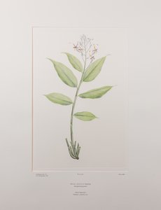 Globba marantina (Zingiberaceae) - Tavola 390, Banks