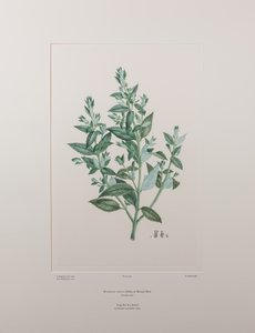 Haloragis erecta (Haloragidaceae) - Tavola 439, Banks