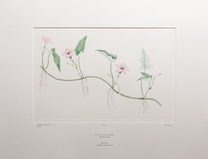 Ipomoea aquatica (Convolvulaceae) - Tavola 375, Florilegium di Banks, c.1771-84 (incisione su rame su carta) da Joseph Banks