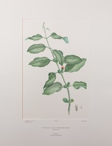 Lepeostegeres geminiflorus (Loranthaceae) - Tavola 386, Florilegium di Banks, c.1771-84 (incisione su rame su carta) da Joseph Banks