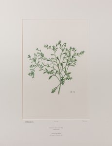 Lepidium flexicaule (Cruciferae) - Tavola 409, Florilegium di Banks, c.1771-84 (incisione su rame su carta) da Joseph Banks