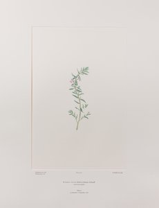 Lythrum junceum (Lythraceae) - Tavola 392, Florilegium di Banks, c.1771-84 (incisione su rame su carta) da Joseph Banks