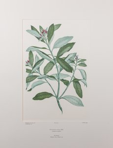 Pittosporum ralphii (Pittosporaceae) - Tavola 413, Florilegium di Banks, c.1771-84