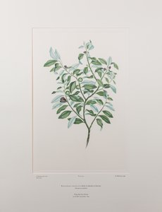 Pittosporum tenuifolium (Pittosporaceae) - Tavola 412, Florilegium di Banks, c.1771-84 (incisione su rame su carta)