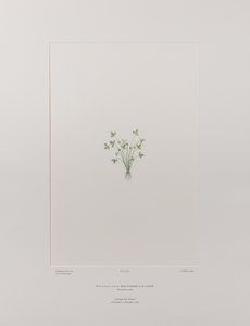 Ranunculus acaulis (Ranunculaceae) - Tavola 403, Florilegium di Banks, c.1771-84 (incisione su rame su carta) da Joseph Banks