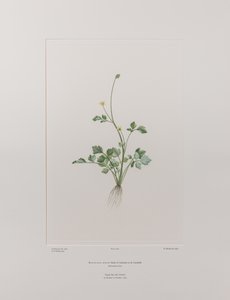 Ranunculus hirtus (Ranunculaceae) - Tavola 404, Banks