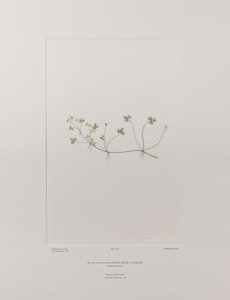 Ranunculus rivularis (Ranunculaceae) - Tavola 405, Banks