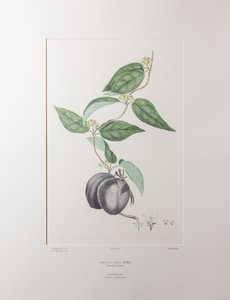 Sarcolobus globosus subsp. globosus (Asclepiadaceae) - Tavola 372, Florilegium di Banks, c.1771-84