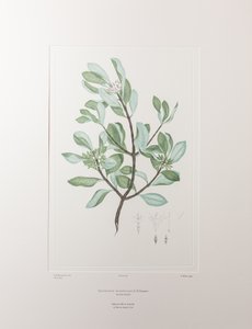 Schyphiphora hydrophyllacea (Rubiaceae) - Tavola 148, Florilegium di Banks, c.1771-84 (incisione su rame su carta) da Joseph Banks