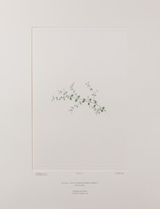 Stellaria parviflora (Caryophyllaceae) - Tavola 415, Florilegium di Banks, c.1771-84 (incisione su rame su carta) da Joseph Banks