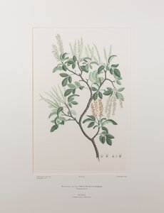 Weinmannia sylvicola (Cunoniaceae) - Tavola 436, Florilegium di Banks, c.1771-84 (incisione su rame su carta) da Joseph Banks