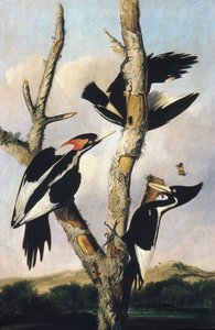 Picchi dal becco avorio, ca. 1830-31