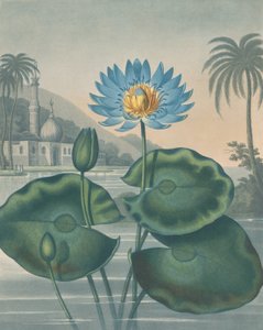 Il giglio d