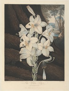 Il giglio bianco con foglie variegate, 1800, da Robert John Thornton, il 