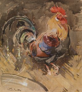 Il gallo di Minorca