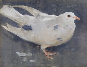 Il piccione