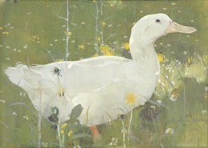 Il Drake Bianco
