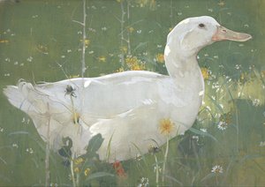 Il Drago Bianco