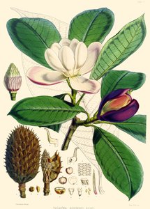 Magnolia hodgsonii, 1855 da Joseph Dalton Hooker