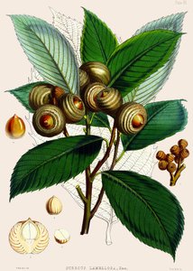 Quercus lamellosa, 1890 da Joseph Dalton Hooker
