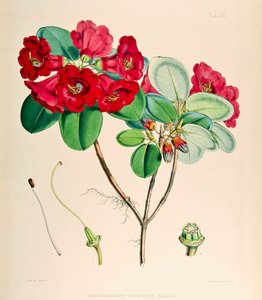 Rhododendron thomsonii, 1895 da Joseph Dalton Hooker