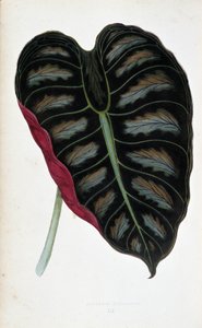 Foglia di Alocasia metallica da Joseph Edward and Howard W Lowe