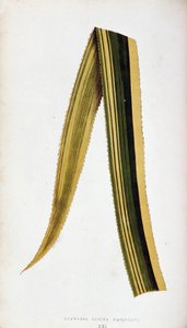 Foglia di Ananassa Sativa Variegata. Tavola botanica in Le piante a fogliame colorato da Joseph Edward and Howard W Lowe
