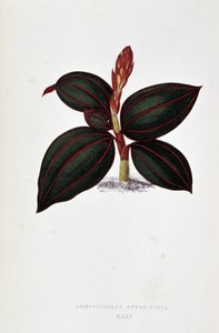 Foglia di Anoectochilus Rubro Venia da Joseph Edward and Howard W Lowe