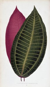 Foglia di Cyanophyllum Magnificum. Tavola botanica in 
