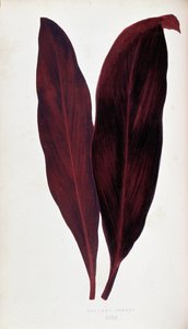 Foglia di Dracaena ferrea in 