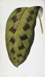 Foglia di Maranta Pardina. Tavola botanica in 