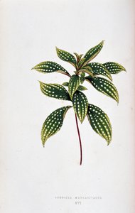 Foglia di Sonerila margaritacea da Joseph Edward and Howard W Lowe